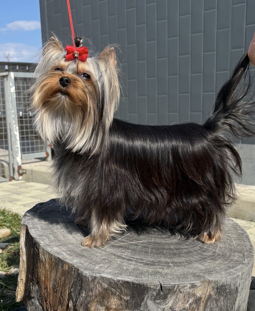 Emma`s Caprice OLIMPEA BLUE ROSE EMMA’S CAPRICE — Labaza DogPedigree YorkshireTerrier