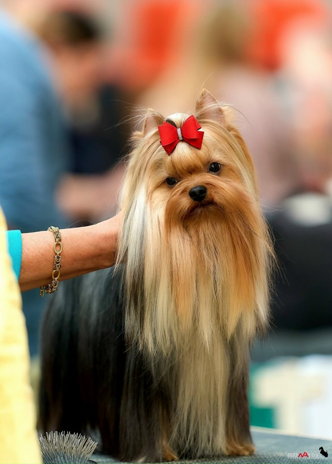 MISTER DARCY EMMA'S CAPRICE — Labaza DogPedigree YorkshireTerrier