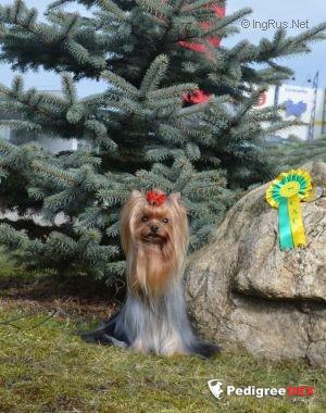 ELM DENDI CALIFORNIA DREAM