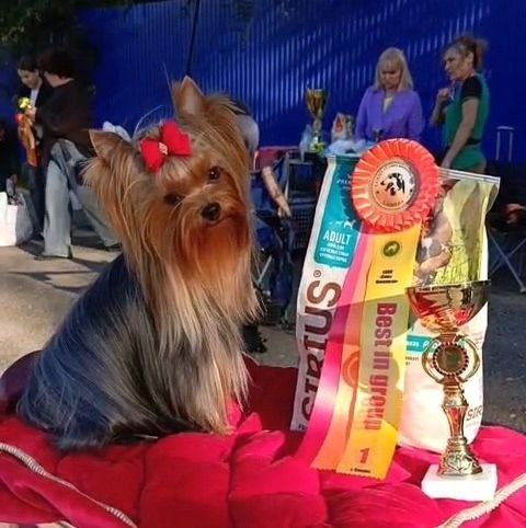 Emma`s Caprice MIRACLE FROM EMMA'S CAPRICE — Labaza DogPedigree YorkshireTerrier