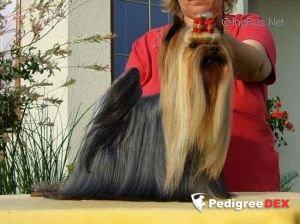 VALENTINO VOM WOOGTHAL — Labaza DogPedigree YorkshireTerrier