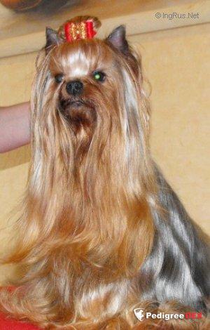 UN BEAU SCANDALE DU LIVRE D'ELWEEN