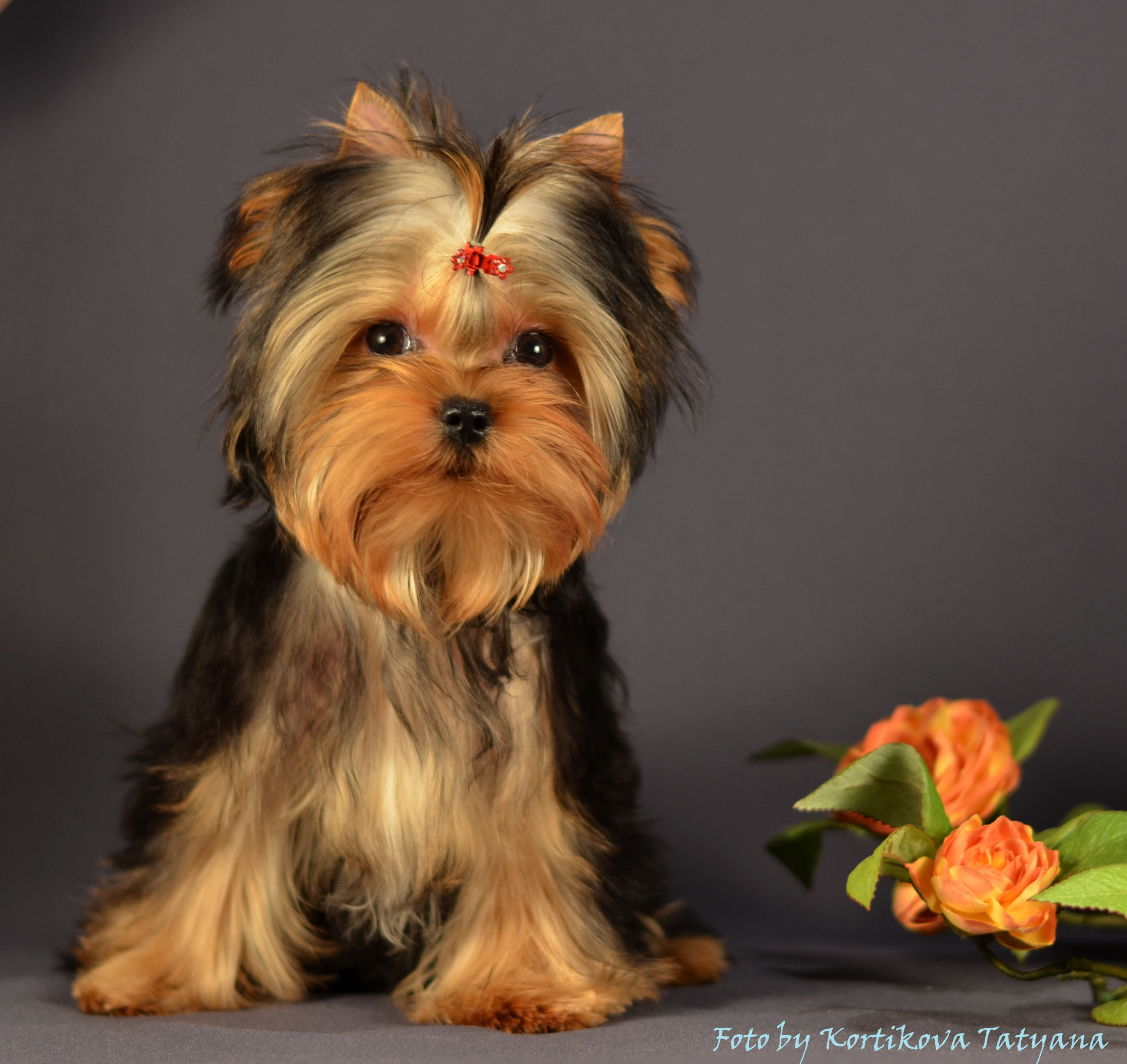 Emma`s Caprice NAOMI HAUTE COUTURE MODEL EMMA'S CAPRICE — Labaza DogPedigree YorkshireTerrier