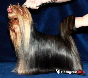 STJUMER'S SARA KONNOR — Labaza DogPedigree YorkshireTerrier