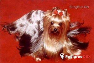 ASTOR MAFI ANN MINI SHOP