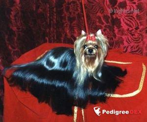 NEVSKIY TALISMAN JESSIKA