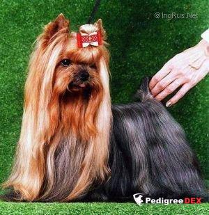  PEPPER — Labaza DogPedigree YorkshireTerrier