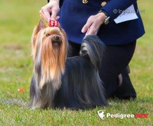  DEULBAR UNIGUE RISING STAR — Labaza DogPedigree YorkshireTerrier