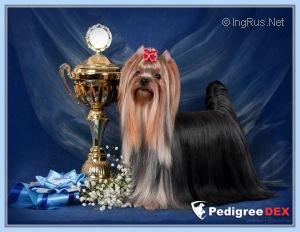 RIGAIR RIGAIR OKEY DOKEY — Labaza DogPedigree YorkshireTerrier