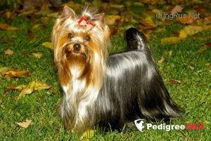 RIGAIR RIGAIR HARMONY TOP DIVA — Labaza DogPedigree YorkshireTerrier