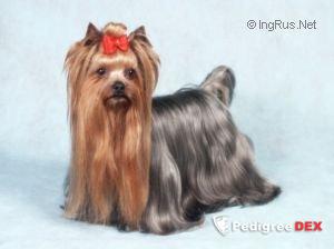  CAREWICZ BAKARAT — Labaza DogPedigree YorkshireTerrier