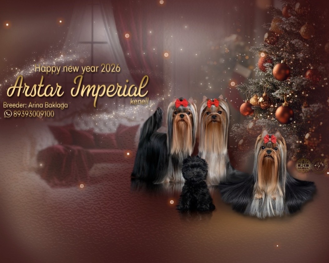 ARSTAR IMPERIAL — Labaza DogPedigree YorkshireTerrier