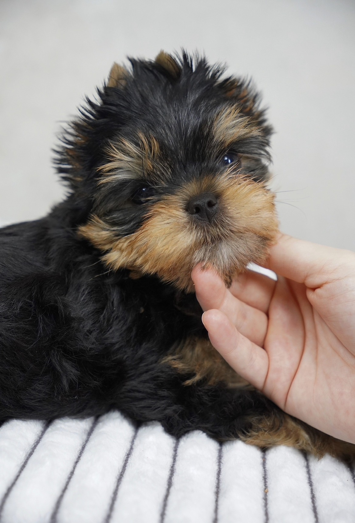 ARSTAR IMPERIAL ARSTAR IMPERIAL FORD NORD MUSTANG — Labaza DogPedigree YorkshireTerrier