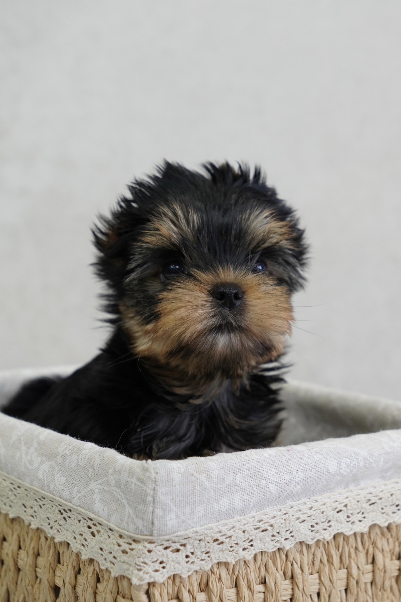 ARSTAR IMPERIAL ARSTA IMPERIAL FORSAGE OVER POWER — Labaza DogPedigree YorkshireTerrier