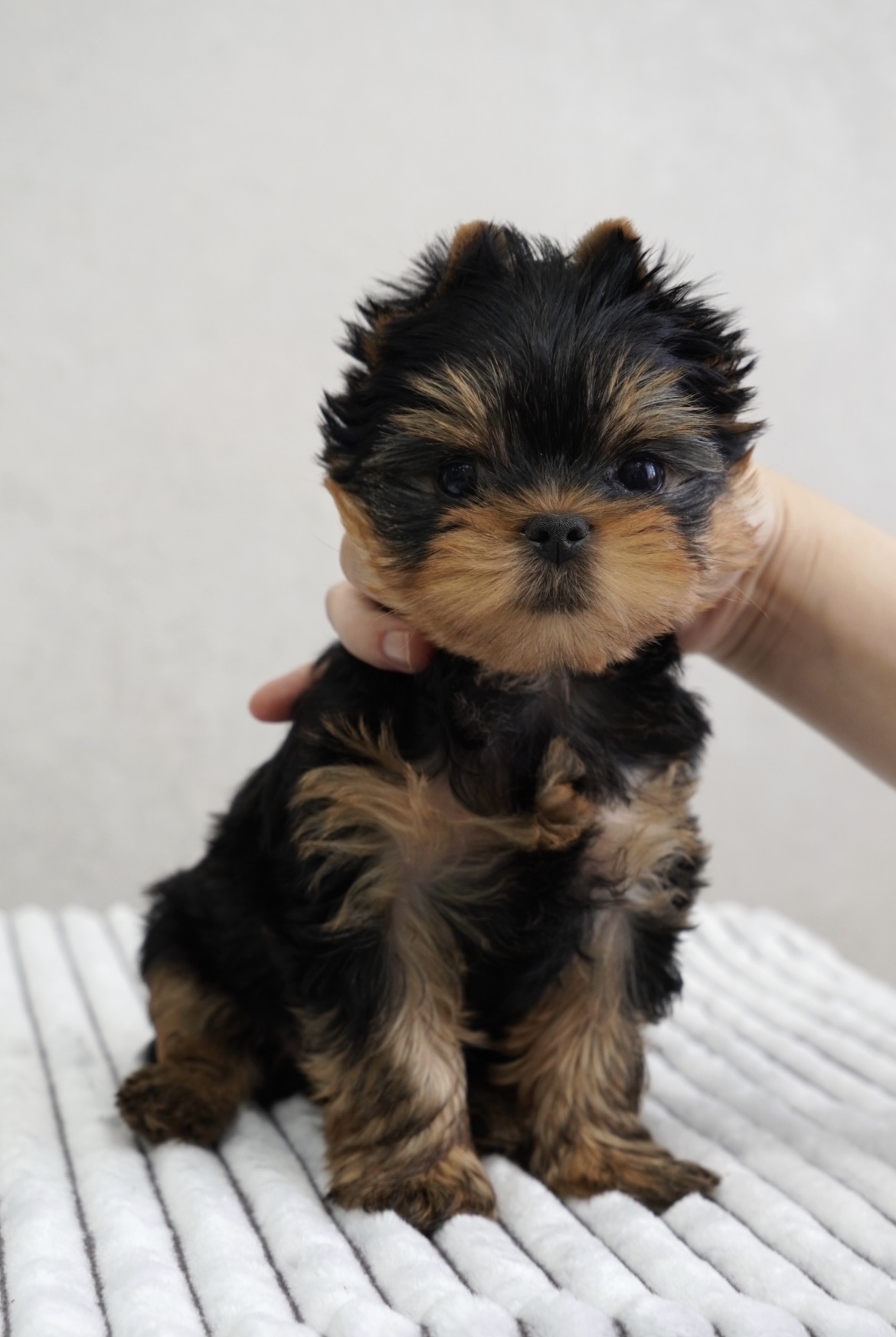 ARSTAR IMPERIAL ARSTAR IMPERIAL FOREVER SWEET SNIKERS — Labaza DogPedigree YorkshireTerrier