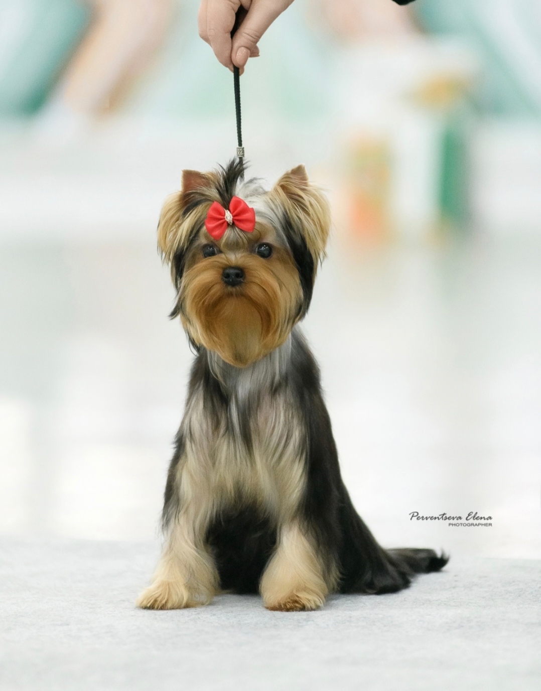  VICTORIA'S PATH VICTORY — Labaza DogPedigree YorkshireTerrier