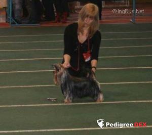 CAMIDOLI'S BLACK LABEL