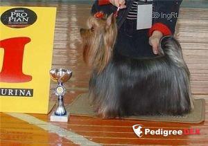  QOCCLE'S PASSIONATE KISSES — Labaza DogPedigree YorkshireTerrier