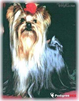 EDUCATION SENTIMENTALE DE MAJODIAN — Labaza DogPedigree YorkshireTerrier