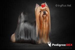 FAVORIT WINNERS SAMBUKA DI AMORE — Labaza DogPedigree YorkshireTerrier