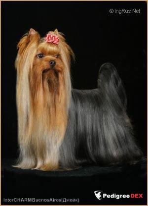 INTERCHARM BUENOS AIRES — Labaza DogPedigree YorkshireTerrier