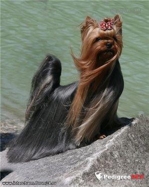 KARMELITA KLASSIK — Labaza DogPedigree YorkshireTerrier