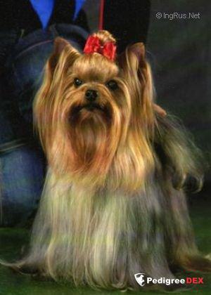 ILLENSHIR FAVORIT ALLIS