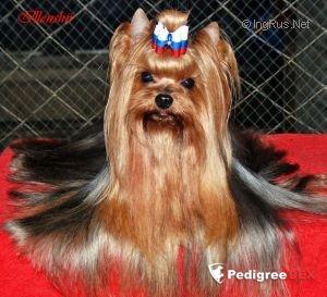  ILLENSHIR BENJY ATTRACTIVE — Labaza DogPedigree YorkshireTerrier
