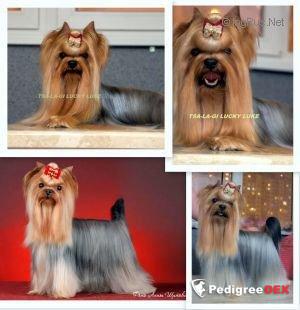 TSA-LA-GI LUCKY LUKE