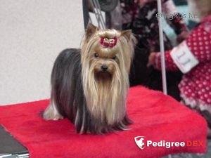 MINUET SKYROCKET IN FLITE