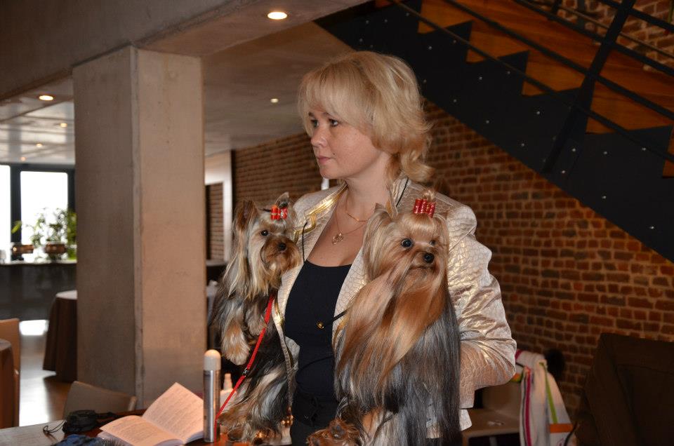 Toy Savoy — Labaza DogPedigree YorkshireTerrier