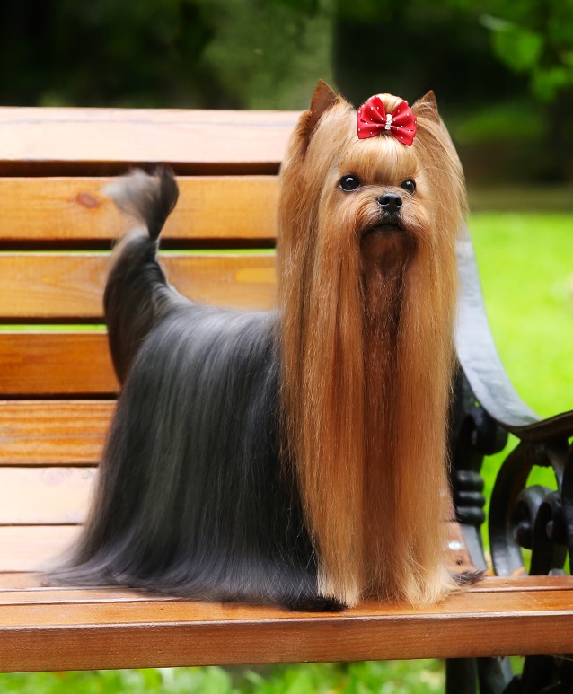 TOY SAVOY YSL IN LOVE AGAIN