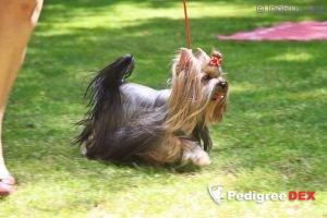  RIGAIR MIA BELLA — Labaza DogPedigree YorkshireTerrier