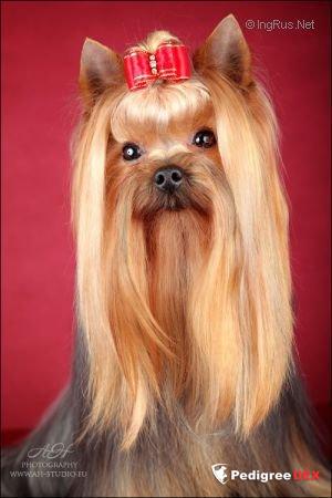 BRAVA YORK TENIS WIMBLEDON