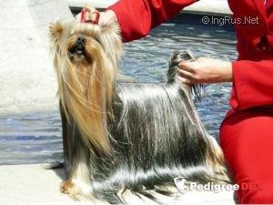 GUEMART'S UNLIMITED MAGIC