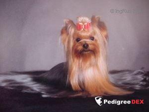 TSA-LA-GI BOBBI D'SWAVE — Labaza DogPedigree YorkshireTerrier