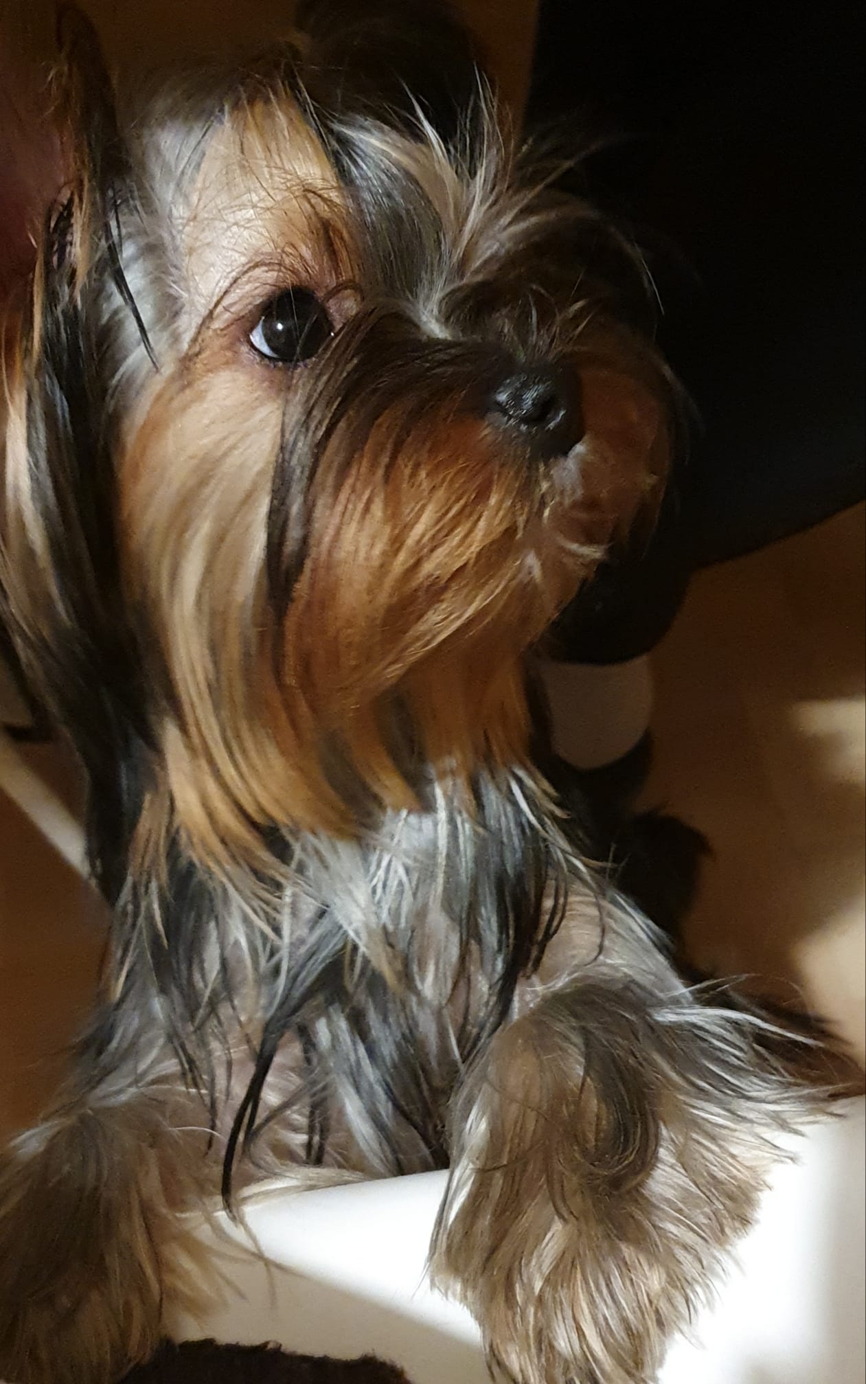 TOY SAVOY TOY SAVOY OTTANIQO — Labaza DogPedigree YorkshireTerrier