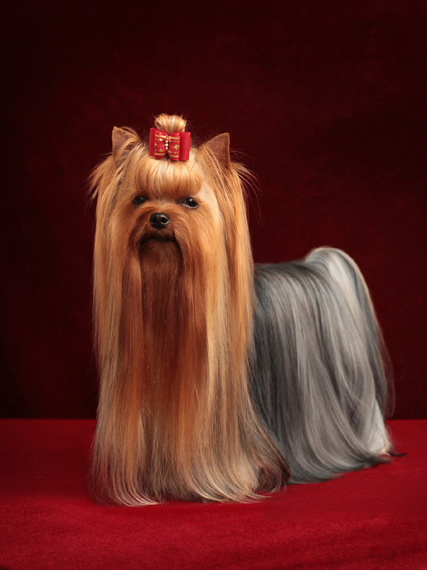 TOY SAVOY LITTLE MISS SUNSHINE