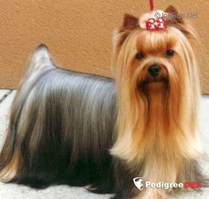 XURPRISE DE CASTAGNAC