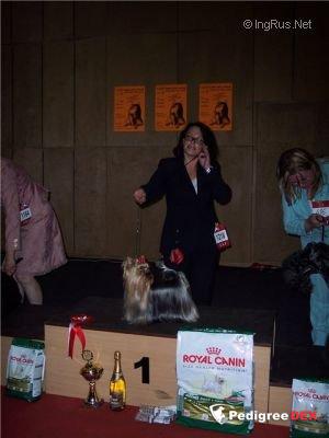  FOND SMILE SHARMNATAN’S — Labaza DogPedigree YorkshireTerrier