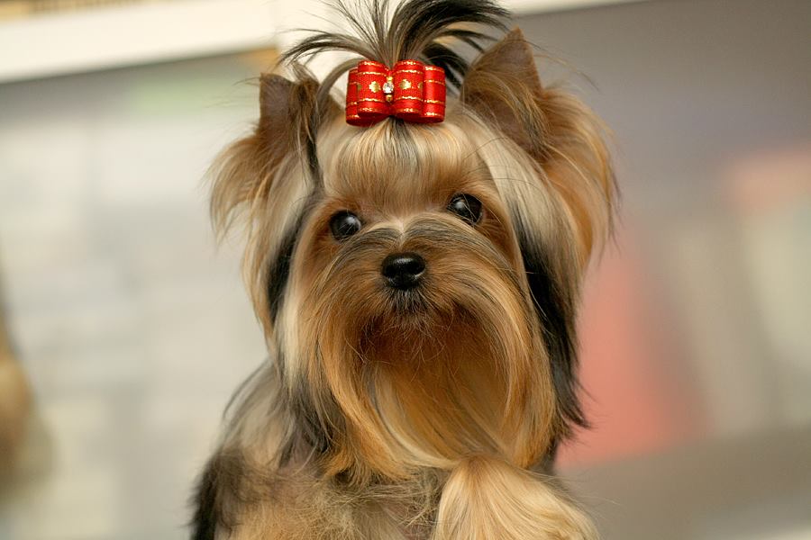 TOY SAVOY TOY SAVOY YOU AND ONLY — Labaza DogPedigree YorkshireTerrier