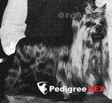  HENRIKVILLE DIGGER AT ESMERILDE — Labaza DogPedigree YorkshireTerrier