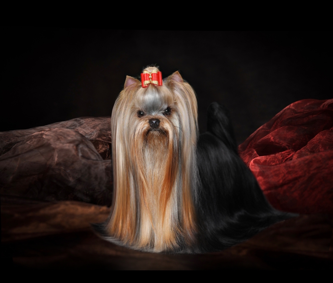PECH HOUP DOMINANTA — Labaza DogPedigree YorkshireTerrier
