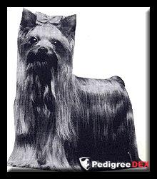  MENDES PERFIDIA — Labaza DogPedigree YorkshireTerrier