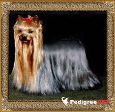GERONIMO FROM PRIDE HEROS BY AB — Labaza DogPedigree YorkshireTerrier