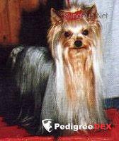 AMIABLE FROM PRIDE HEROS BY AB — Labaza DogPedigree YorkshireTerrier