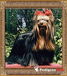CH.IRRESISTIBLE — Labaza DogPedigree YorkshireTerrier