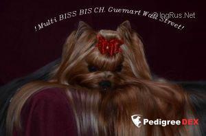  GUEMART'S WALL STREET — Labaza DogPedigree YorkshireTerrier