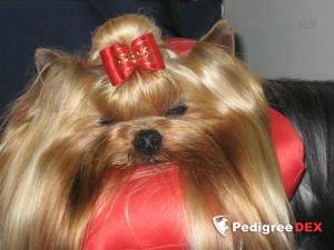 GUEMART DESIGNED TO BE A STAR