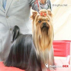  GUEMART'S GANGSTER RELOADED — Labaza DogPedigree YorkshireTerrier